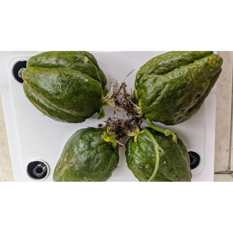 

Putri_Garden & Sayur_Segar 50 paket Bibit Labu siam