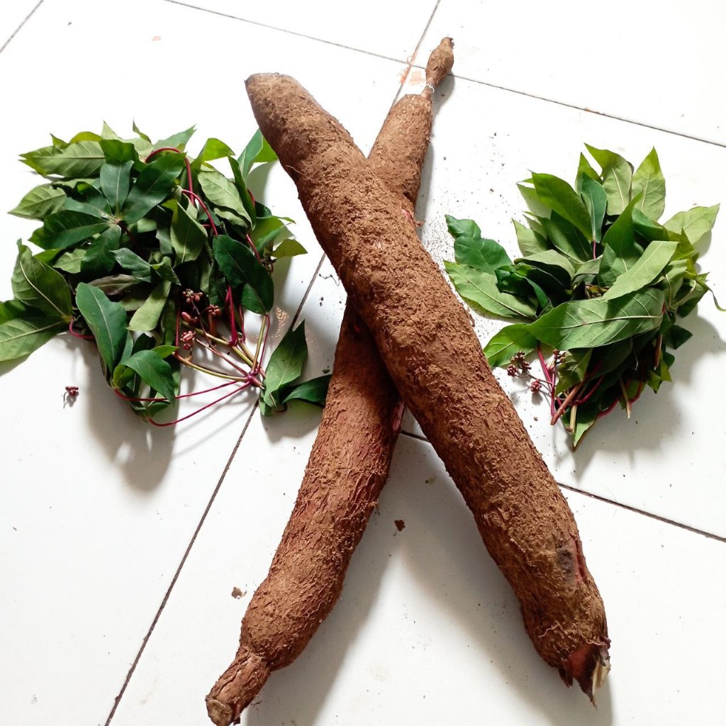 

Singkong Mentah Dan Daun Singkong Mentah