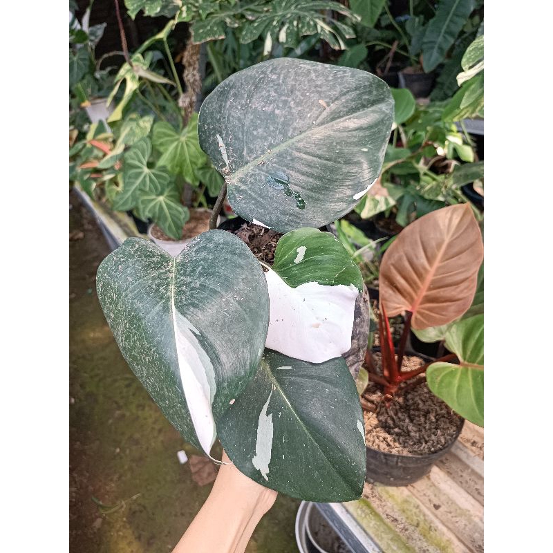 Philodendron White Knight