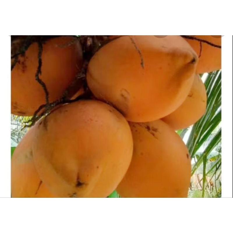 

Buah kelapa gading oranye 1buah