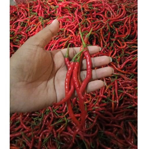 

CABE MERAH KERITING 300Gram SEGAR