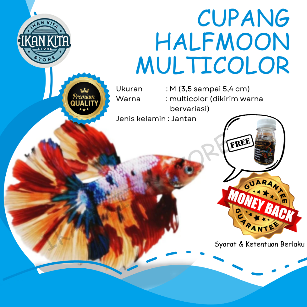 Ikan Cupang Halfmoon Multicolor Male Female Hiasan Akuarium Aquascape Nemo HM