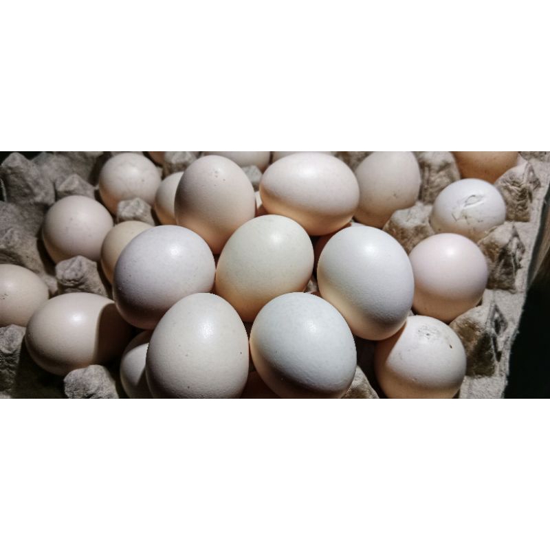 

telor ayam kampung fres kandang