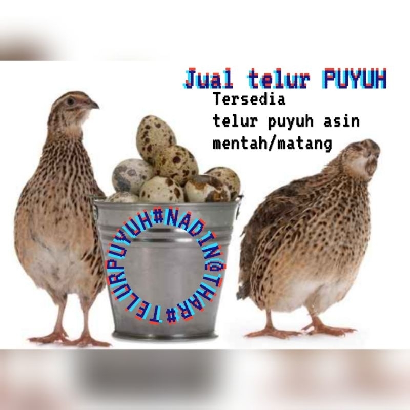 

telorpuyuhfertil