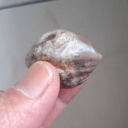 Kemiri Muncang Adu Jalim Jawa Ori Tua Jatuhan