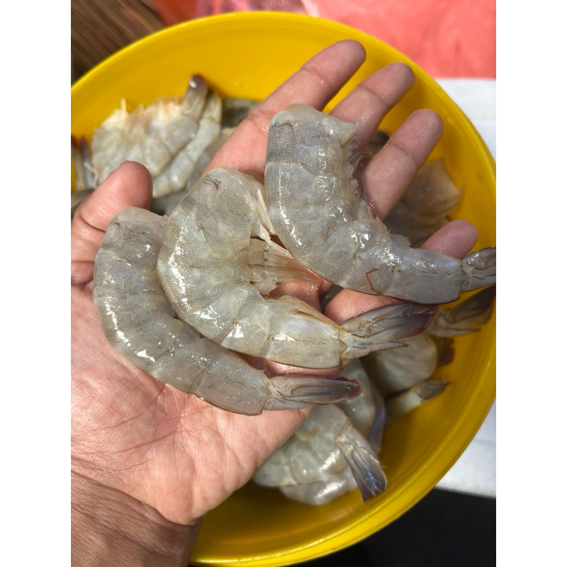 

Udang Vaname Headless (HL) kupas kepala Udang segar