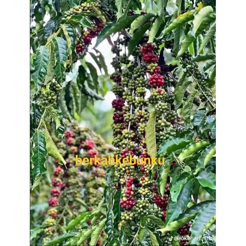bibit kopi unggul bibit kopi arabica