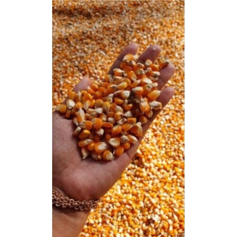 

Benih Jagung Super 500gr | Benih Jagung Madura | Asli Jagung Lokal