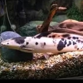 hiasan aquarium lele sapi/lele belang/lele albino isi 2