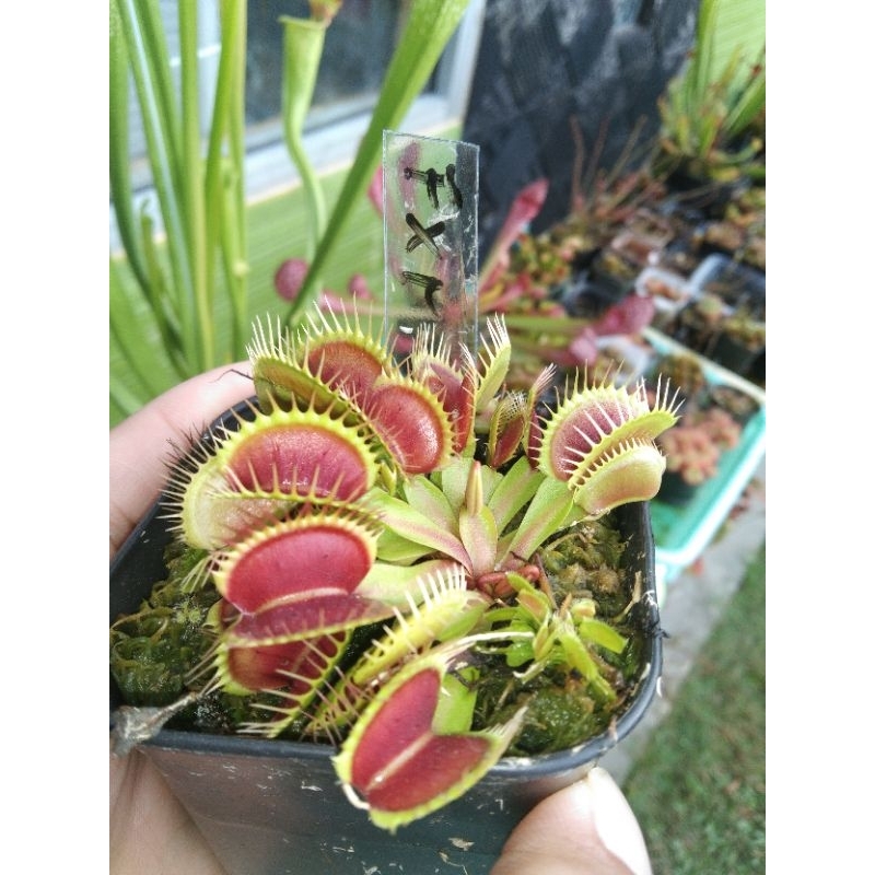 venus fly trap tanaman karnivora size dewasa vft tavor