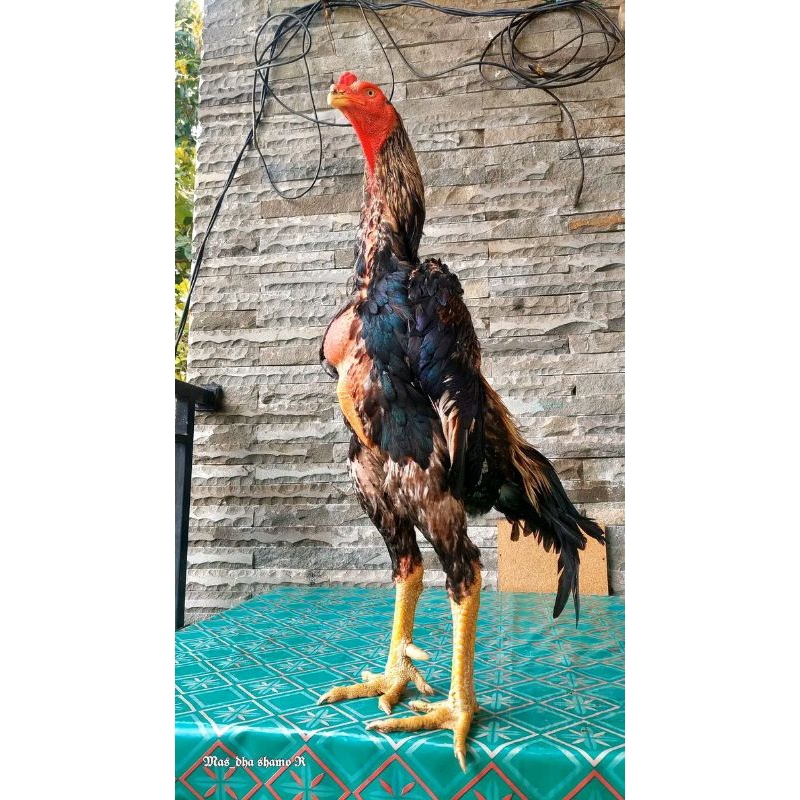 

TELUR AYAM SHAMO EROPA BERKUALITAS BADAN TEGAK