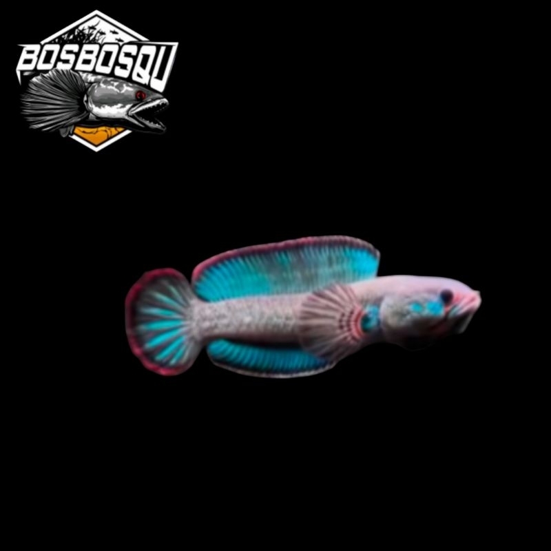 

channa blue bengal bahan 3-4 cm BOS BOS QU