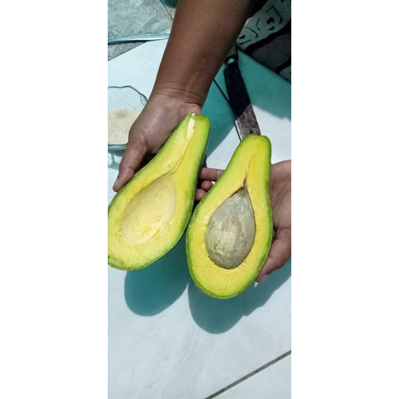 

alpukat mentega/Buahalpukat/alpukatmurah