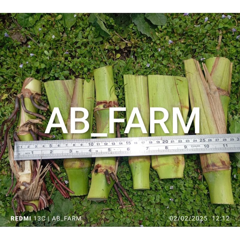 stek batang rumput Guatemala super