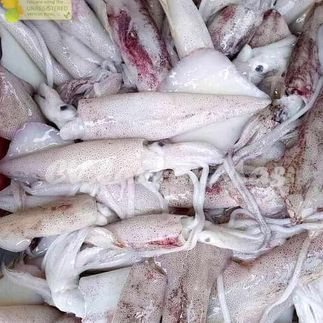 

Cumi Sero Jumbo Cumi Sero Jumbo 1Kg