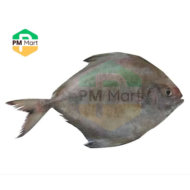 

Ikan Dorang Segar 500 Gram
