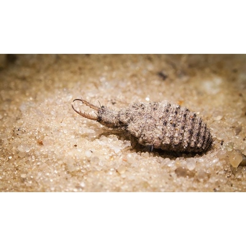 

Undur-undur obat herbal/Tembukur