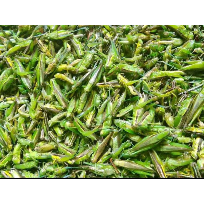 

belalang goreng utis 1.KG(ORIGINAL) TANPA bumbu