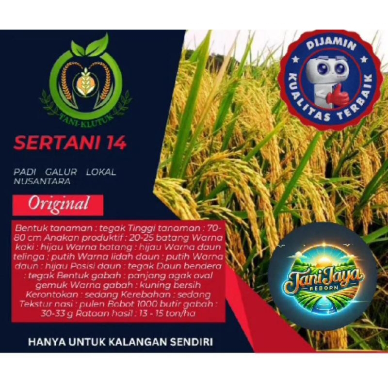 BENIH PADI UNGGUL MSP SERTANI 14 bibit 5kg ORIGINAL PRODUK