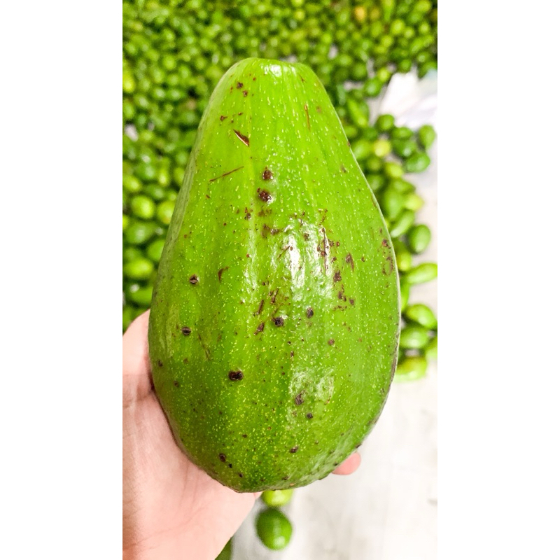 

ALPUKAT MENTEGA MENTAH SUPER ISI 234 1kg