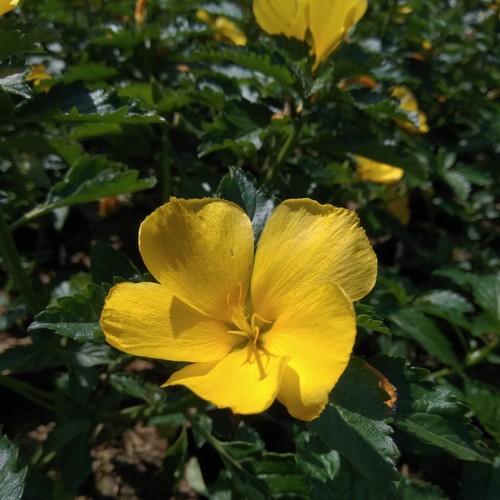 BUNGA YOLANDA / Grosir Yolanda / Tanaman Hias Yolanda / Bibit Bunga