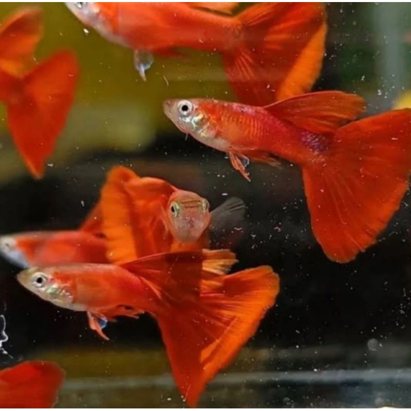 Ikan Guppy AFR Gapy Gupi Gupy Albino Full Red Merah hias aquarium hiasan aquascape