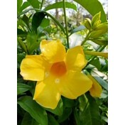 tanaman hias bunga alamanda bunga terompet kuning