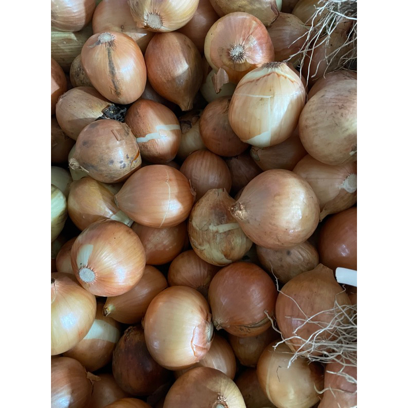 

Bawang bombai