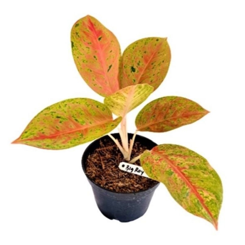 Tanaman Hias Aglonema bigroy - bibit tanaman aglonema