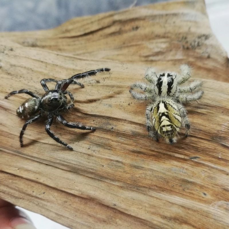 jumping spider