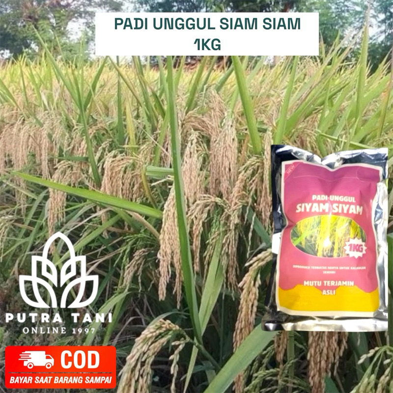 PADI UNGGUL SIAM-SIAM 1KG