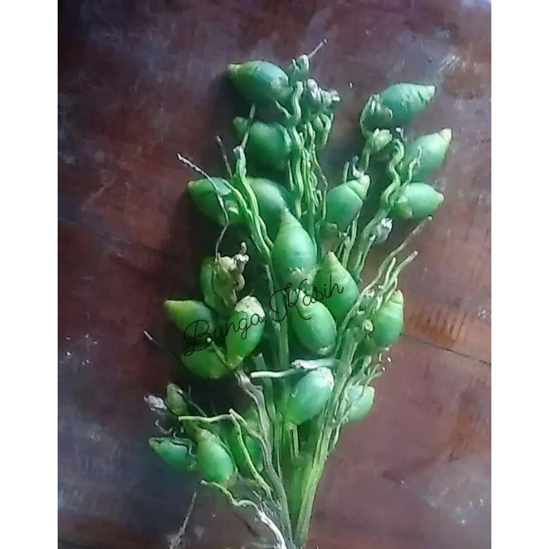 

Buah pinang muda 1 kg