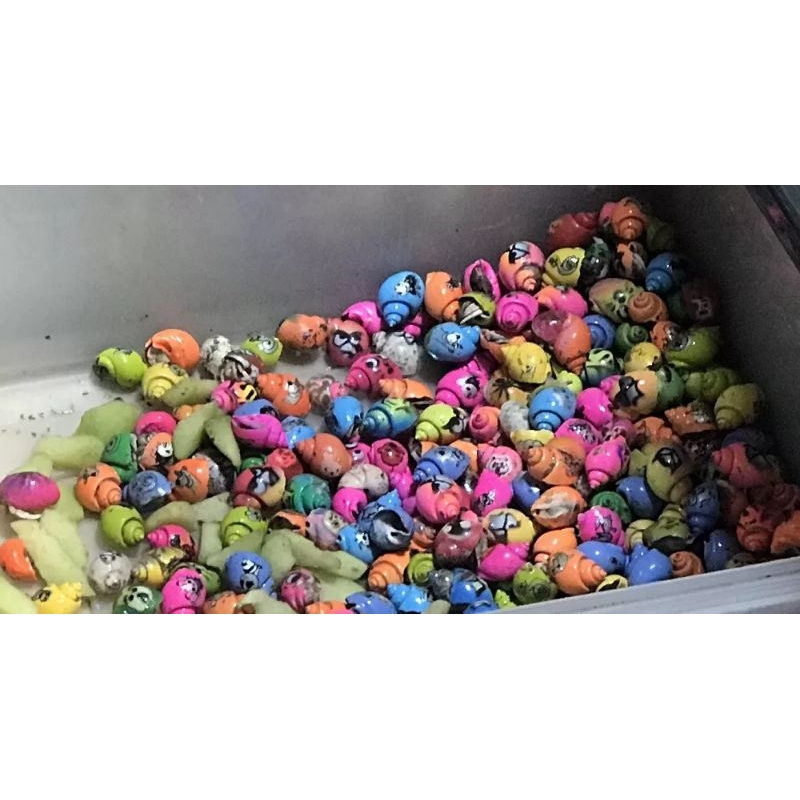 Kelomang Warna Hidup