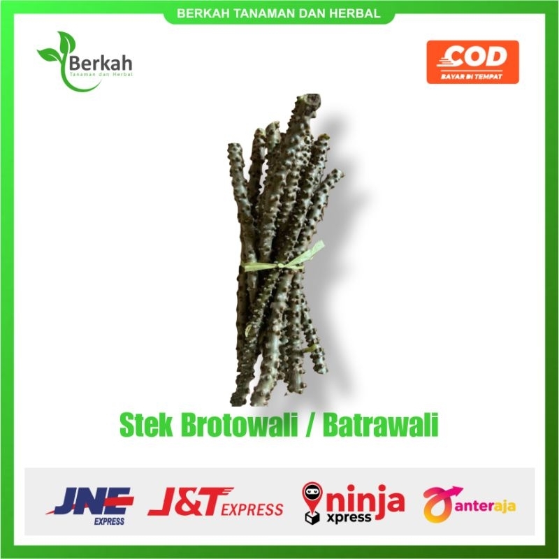 

Stek Brotowali / Batrawali 30cm Fresh Beli 10 Gratis 3