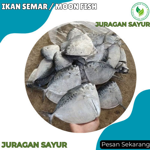 

Ikan Semar 1 kg isi 4-8 ekor / Moon Fish - Ikan Semar Segar - Juragan Sayur