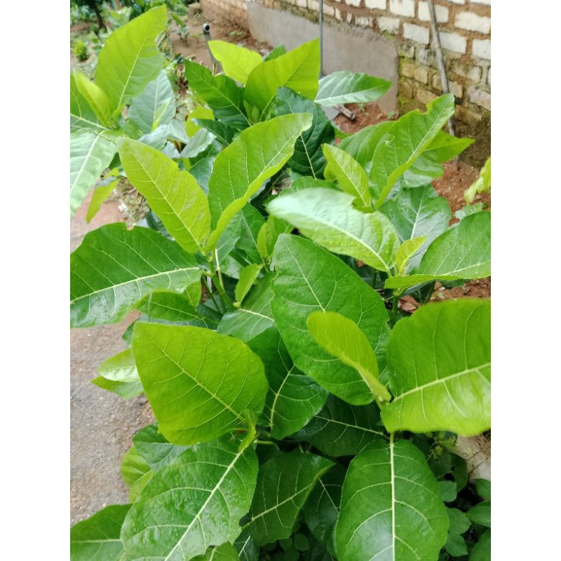 

daun Awar-awar23000/40lembar