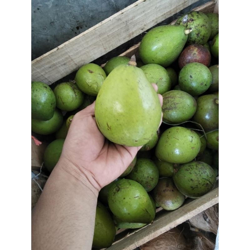 

alpukat lokal 1kg