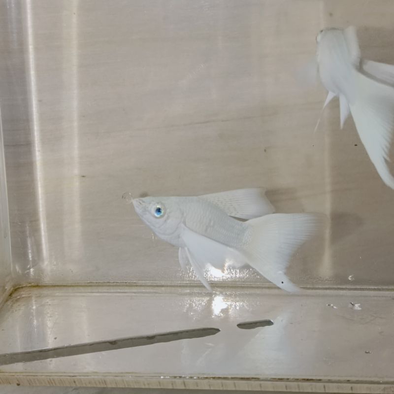 molly platinum veiltail 1 pair