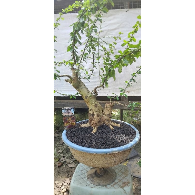 bahan bonsai hokianti lokal