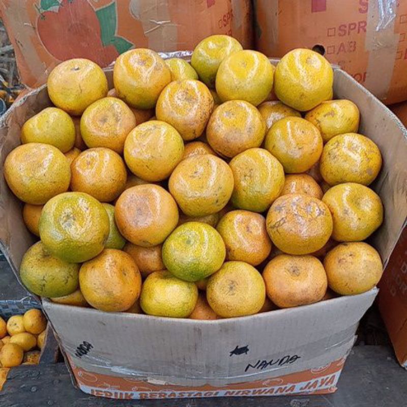 

Jeruk Medan 1 Dus