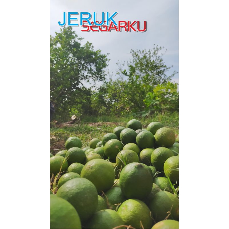 

Jeruk Nipis Segar 1Kg