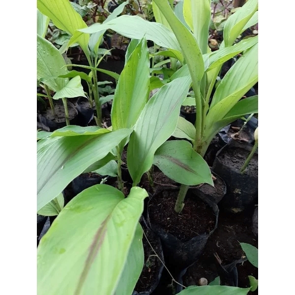 Bibit Temu Hitam / Bibit Temu Ireng