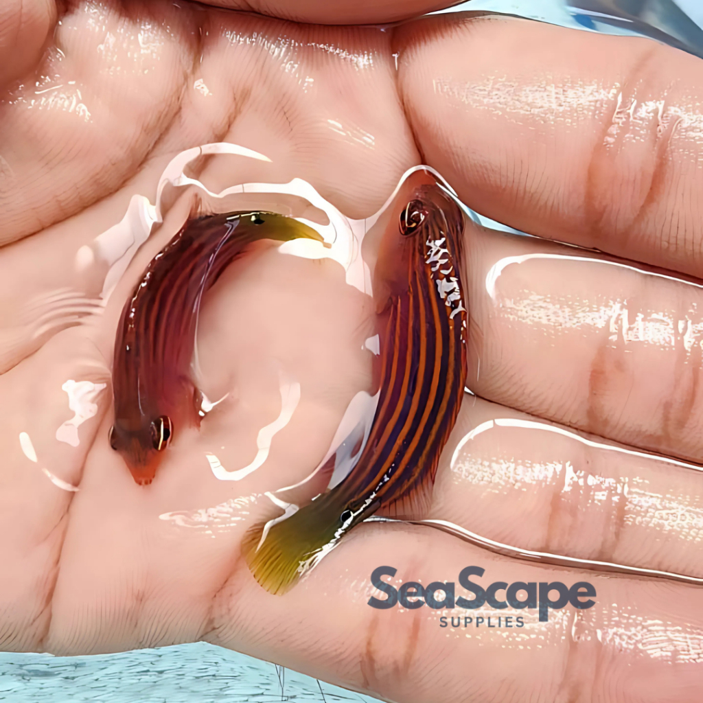 Ikan Hias Akuarium Air Laut Keling Liris (Sixline Wrasse Fish) Aquarium Aquascape Marine