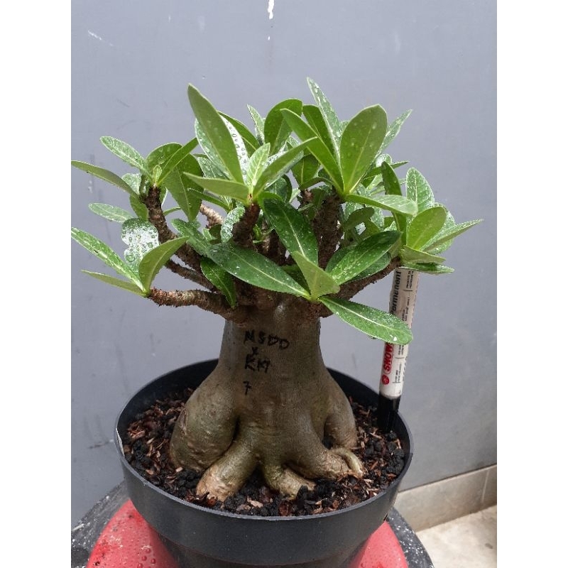 Adenium Karakter NSDD × KM 7