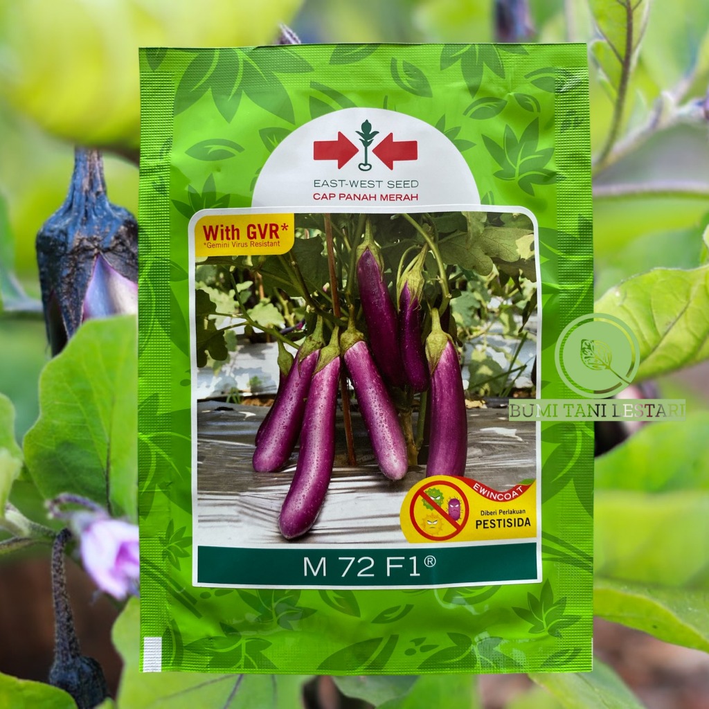 Benih Terong M72 F1 Isi 1100 Biji - Benih Terong Ungu Cap Panah Merah