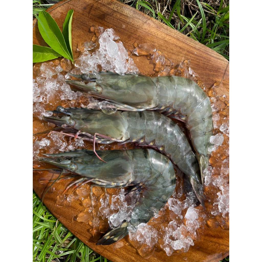 Udang Windu / Pancet Fresh