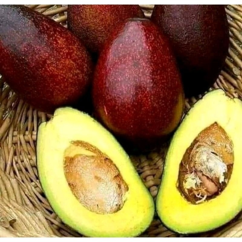 BIBIT ALPUKAT RED VIETNAM SUDAH PERNAH BERBUNGA