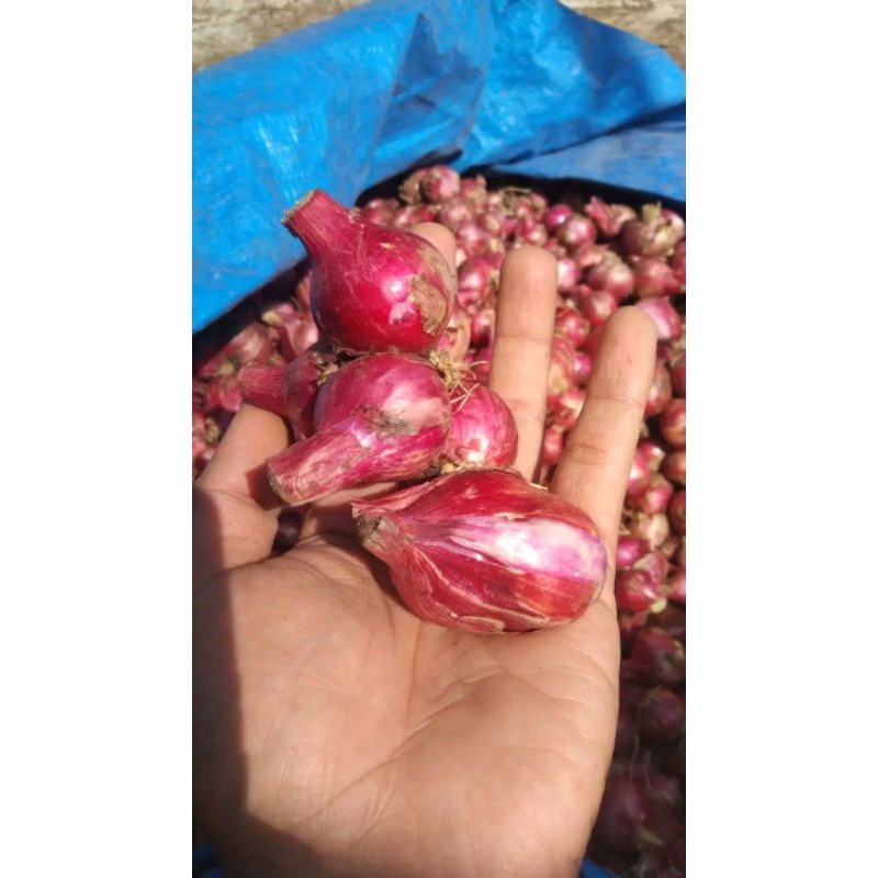 

Jual Bawang Merah Bali Karet Unggulan Berkualitas