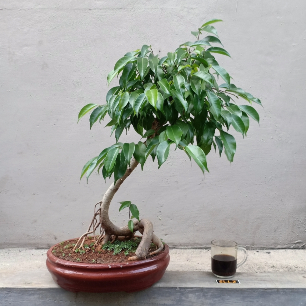 Bahan Bonsai Beringin Akar Bengkak / Ficus Ginseng Asli Sesuai Gambar