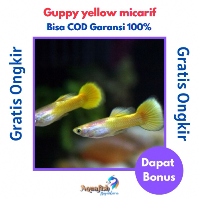Guppy Yellow Micarif Best seller